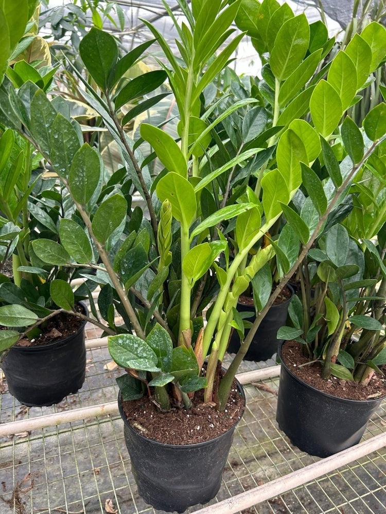 
                      
                        lily & onyx Zamioculcas Zamiifolia 'ZZ' Houseplant - lily & onyx
                      
                    