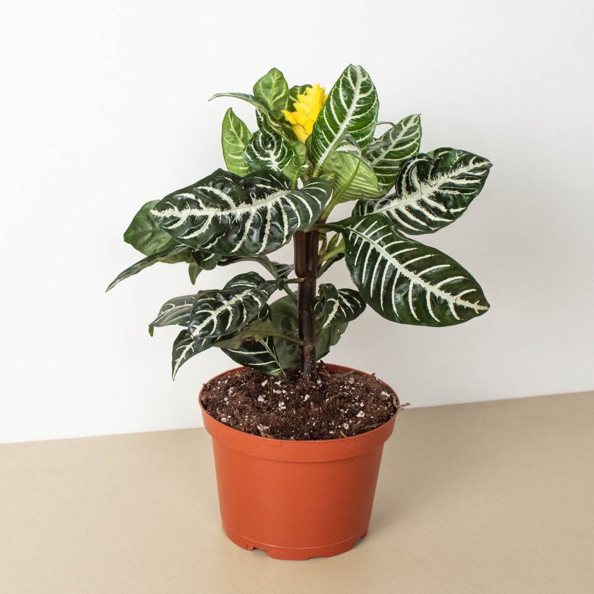 lily & onyx Zebra 'Aphelandra' Houseplant