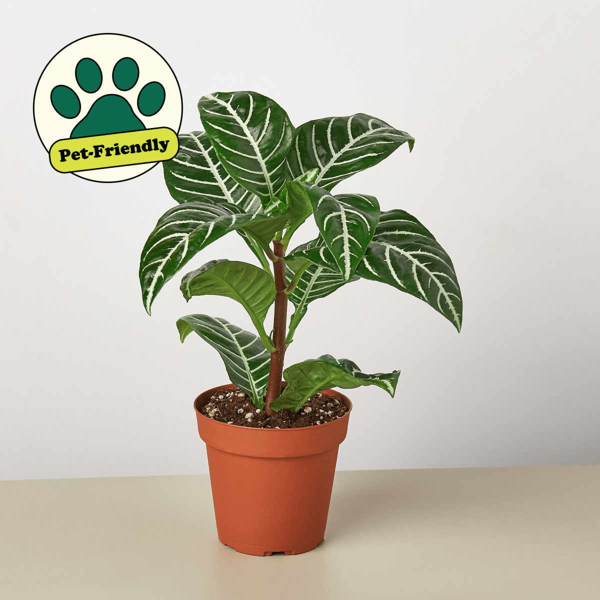 lily & onyx Zebra 'Aphelandra' Houseplant