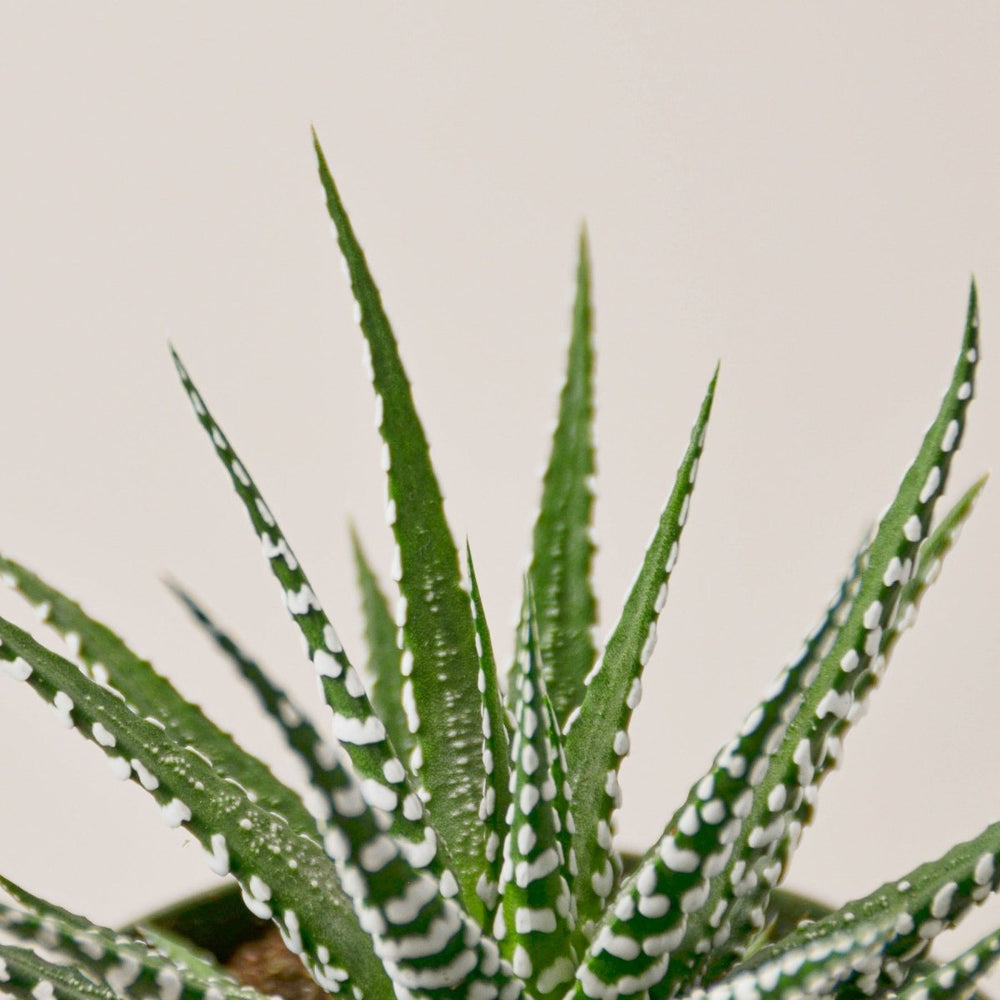 
                      
                        lily & onyx Zebra Succulent Houseplant - lily & onyx
                      
                    