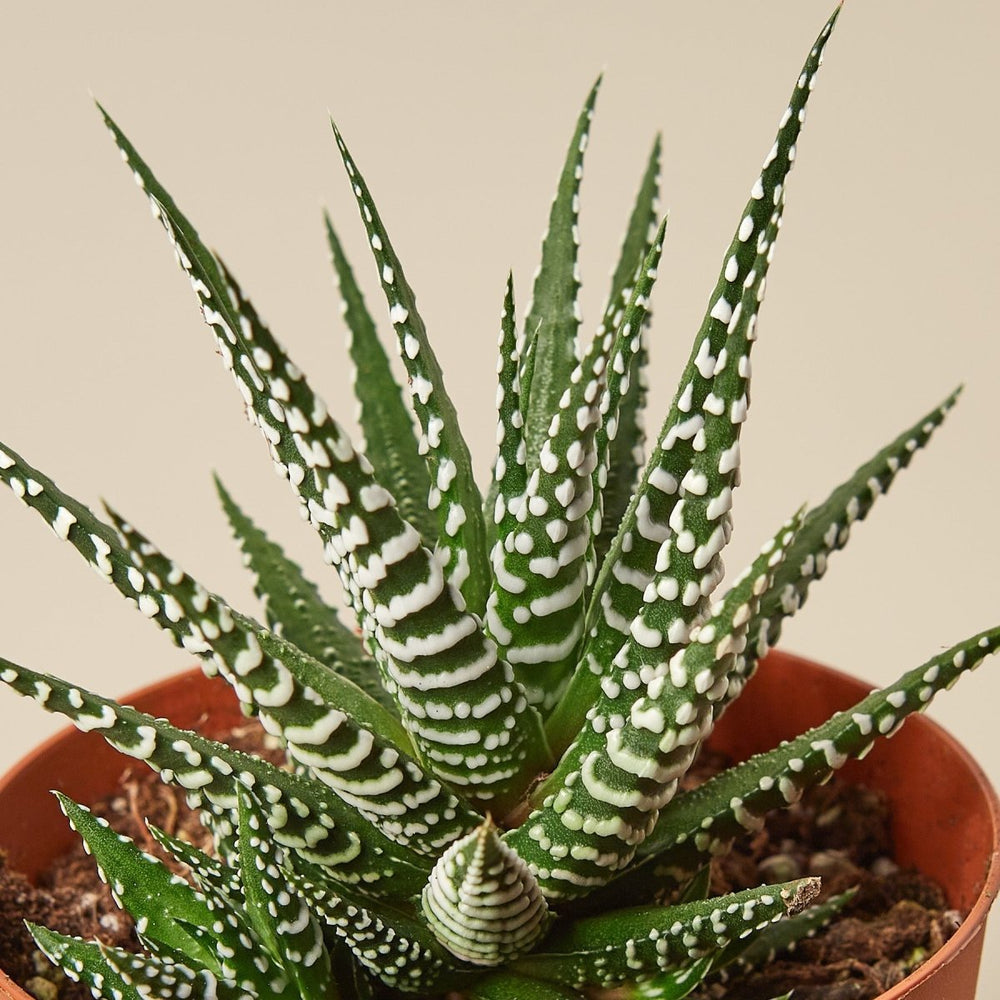 lily & onyx Zebra Succulent Houseplant - lily & onyx