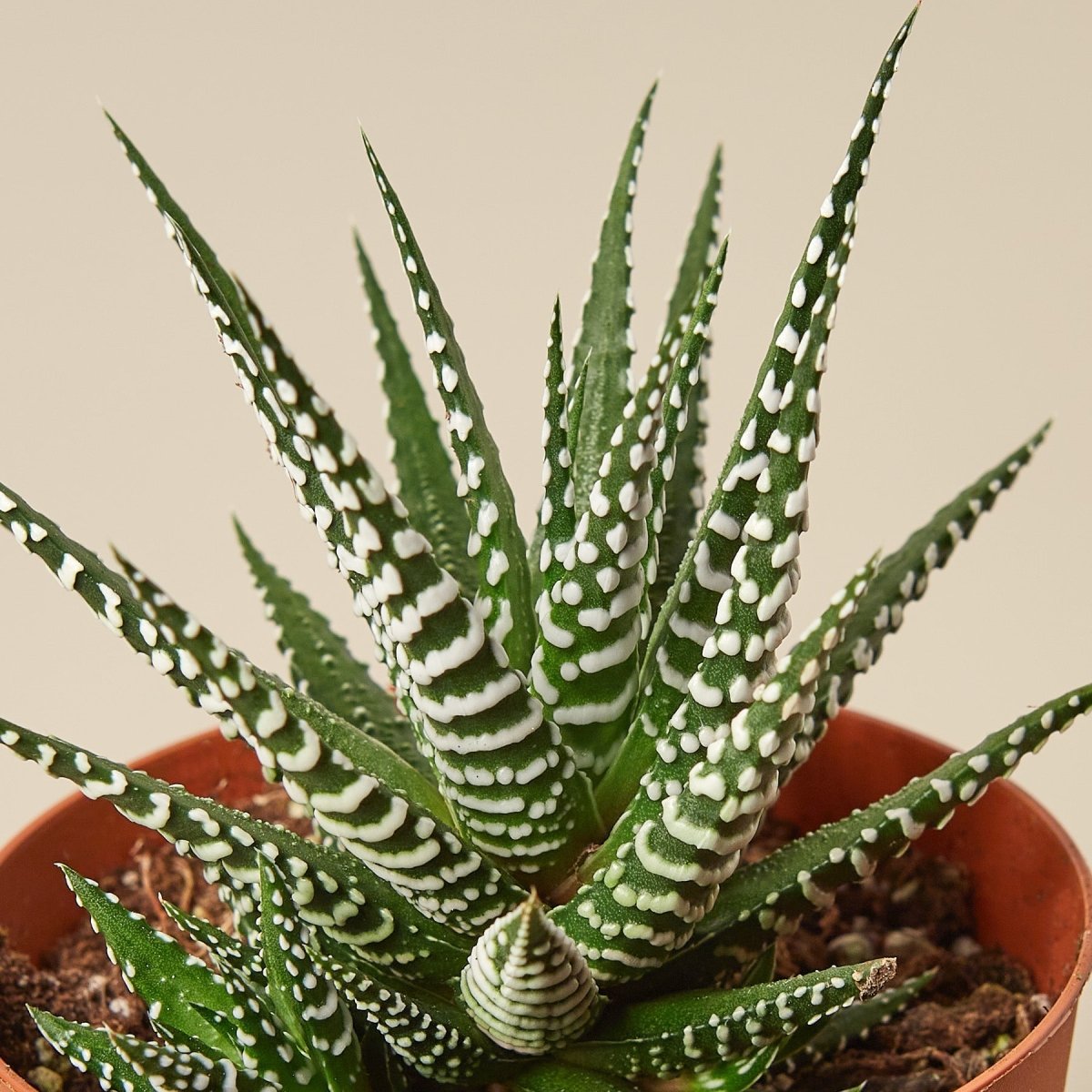 lily & onyx Zebra Succulent Houseplant - lily & onyx