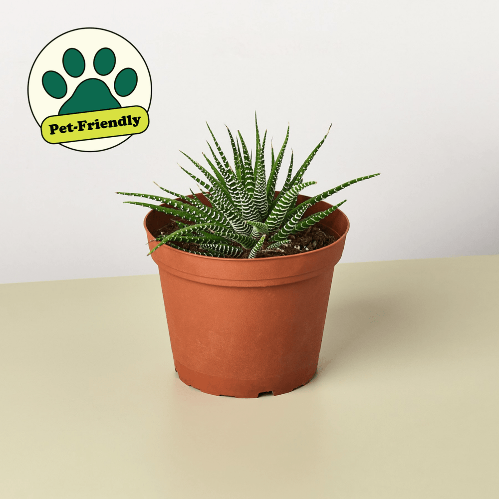 lily & onyx Zebra Succulent Houseplant - lily & onyx