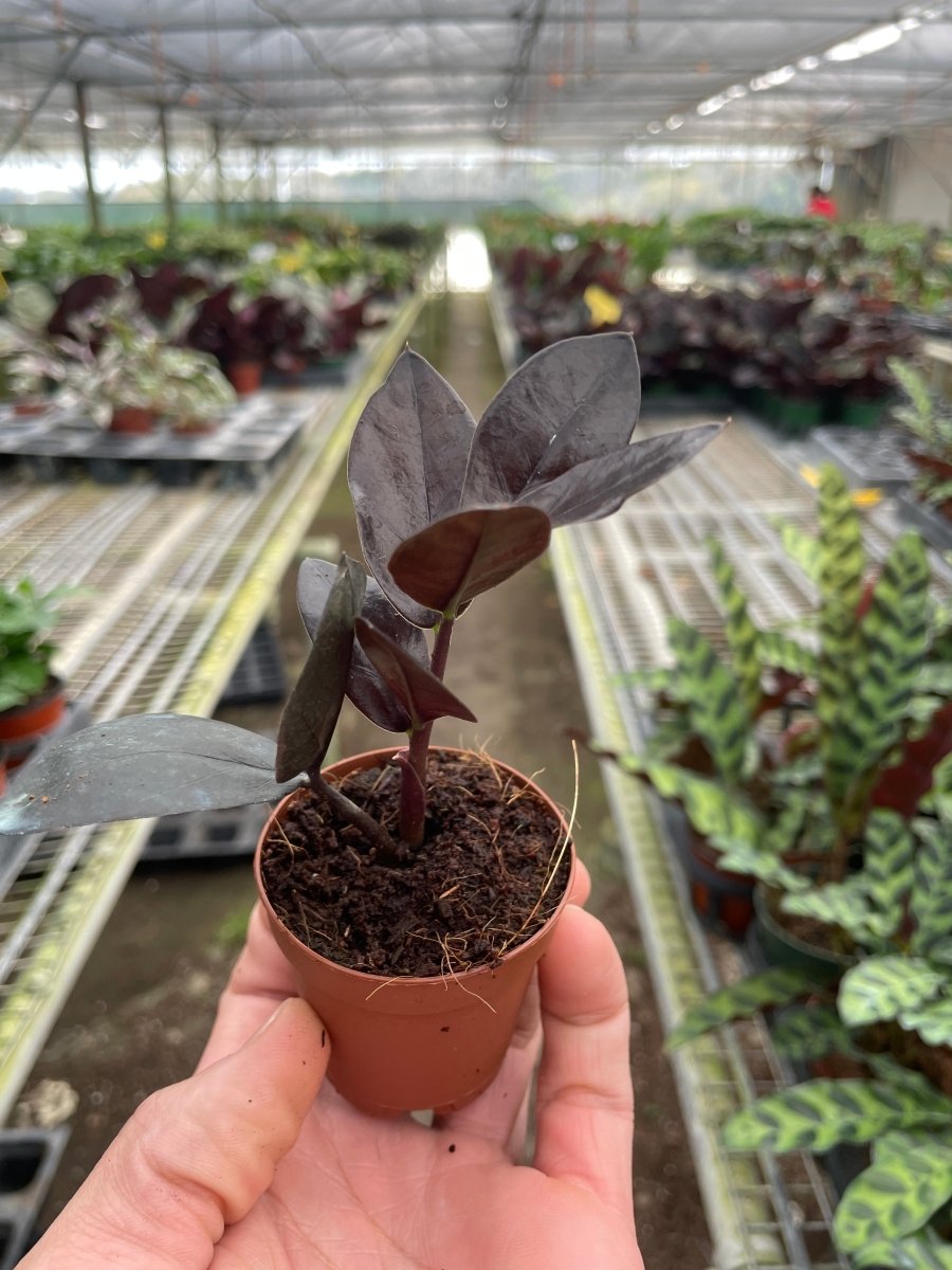 zamioculcas house plant ZZ Zamioculcas 'Black Queen' Nursery Pot / 6" Pot