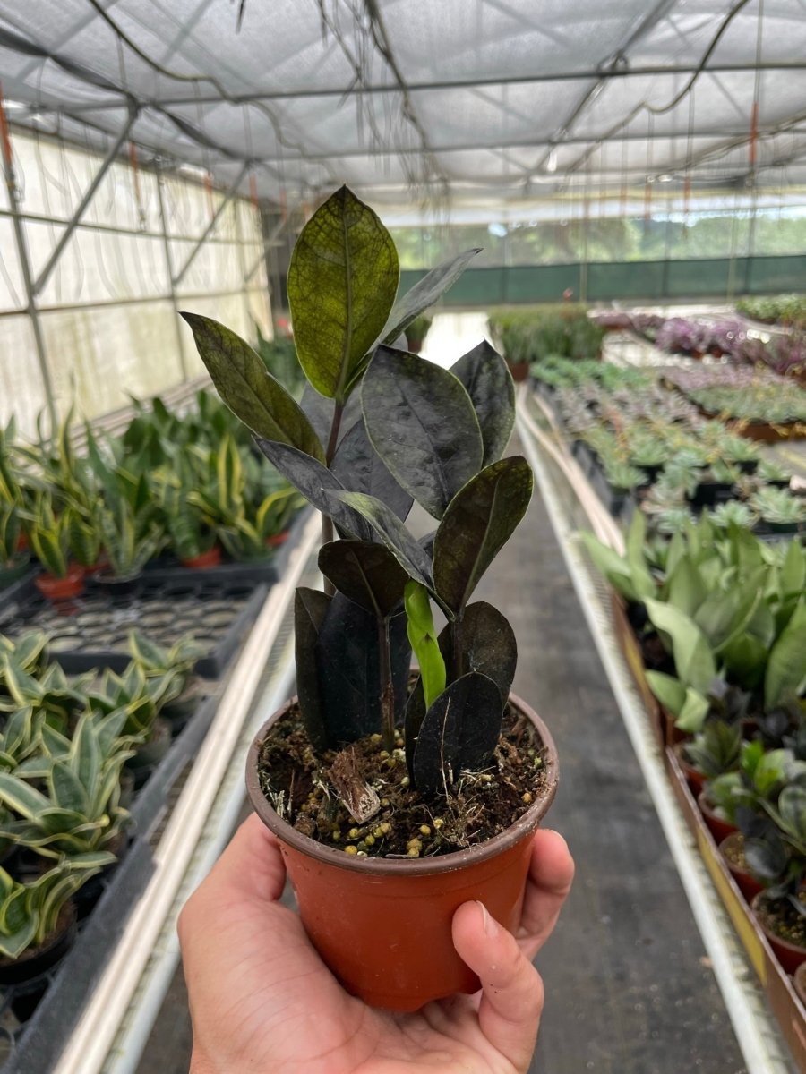 onyx zz plant ZZ Zamioculcas 'Black Queen' Nursery Pot / 6" Pot