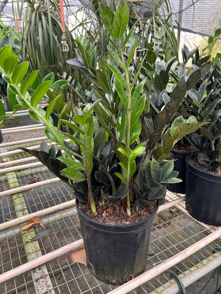 onyx zz plant ZZ Zamioculcas 'Black Queen' Nursery Pot / 6" Pot
