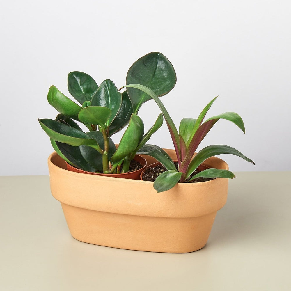 lily & onyx 2-Plant Terra Cotta Planter, 7 Inch - lily & onyx