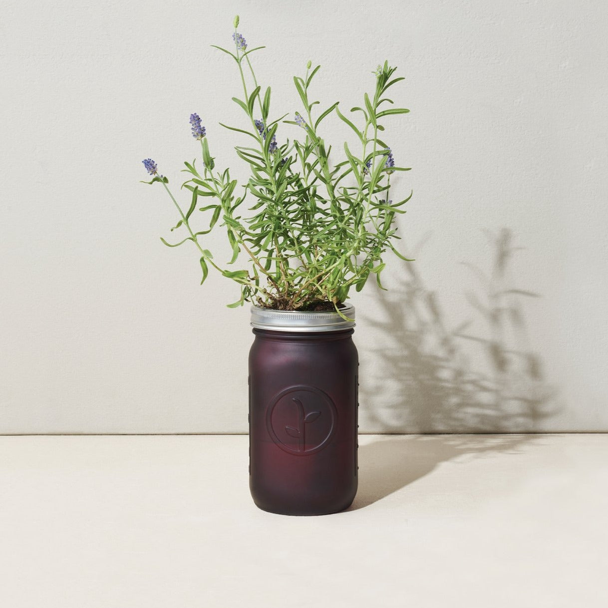Modern Sprout Lavender Hydroponic Garden Jar Kit - lily & onyx