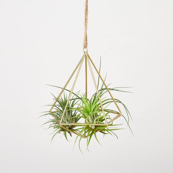lily & onyx Air Plant Hanger, Brass - lily & onyx