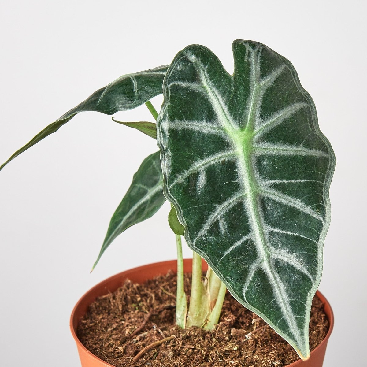 lily & onyx Alocasia Amazonica 'Bambino' - 4" Pot - lily & onyx