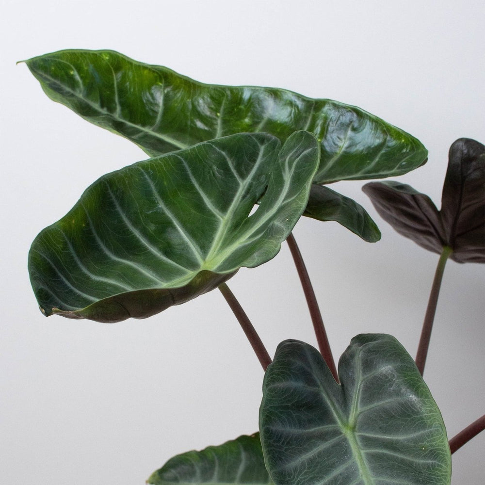 lily & onyx Alocasia 'Ebony' - lily & onyx