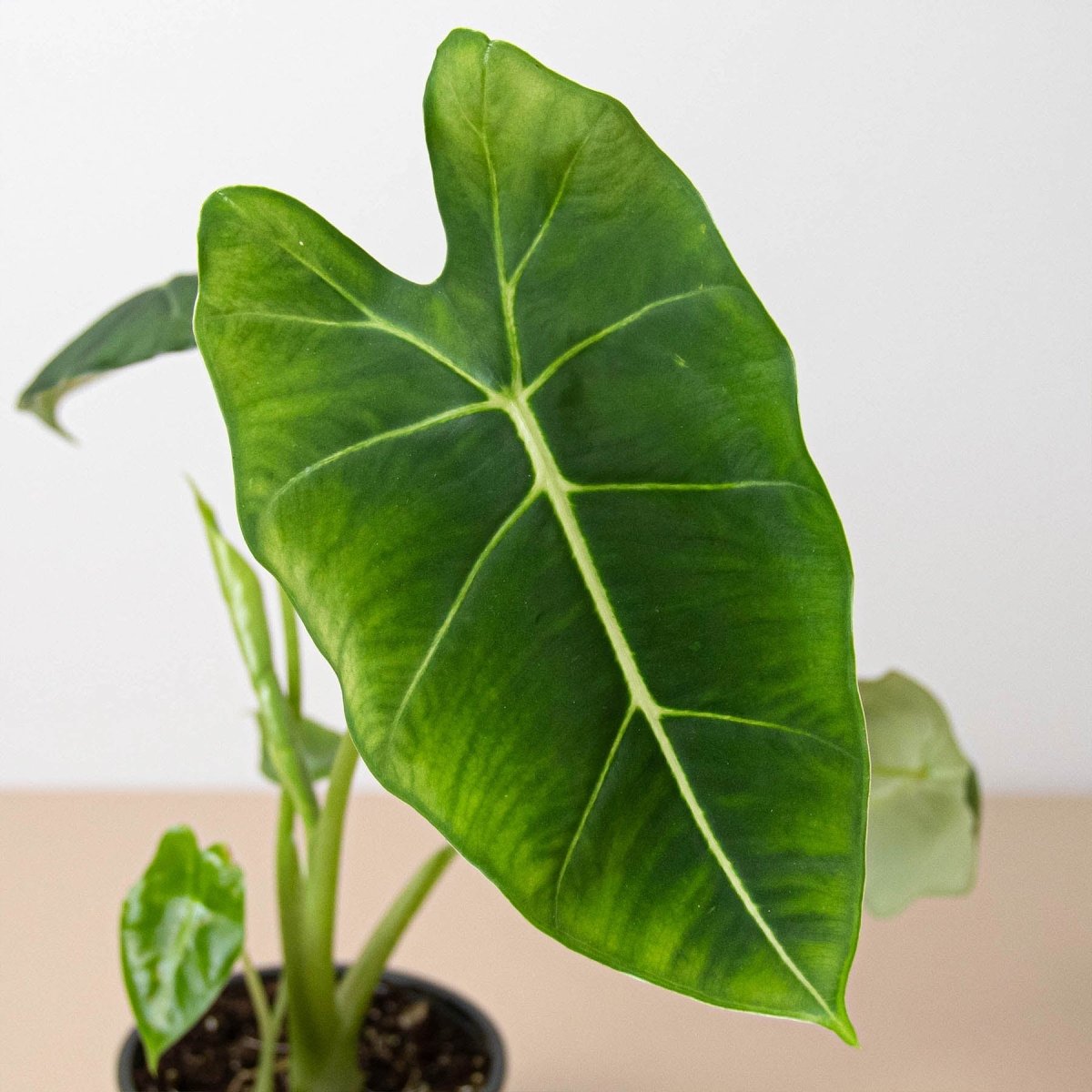 lily & onyx Alocasia Micholitziana 'Frydek' - lily & onyx