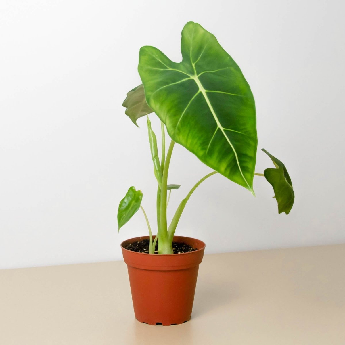 lily & onyx Alocasia Micholitziana 'Frydek' - lily & onyx