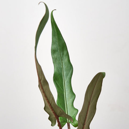 House Plant Shop Alocasia 'Purple Sword' - lily & onyx