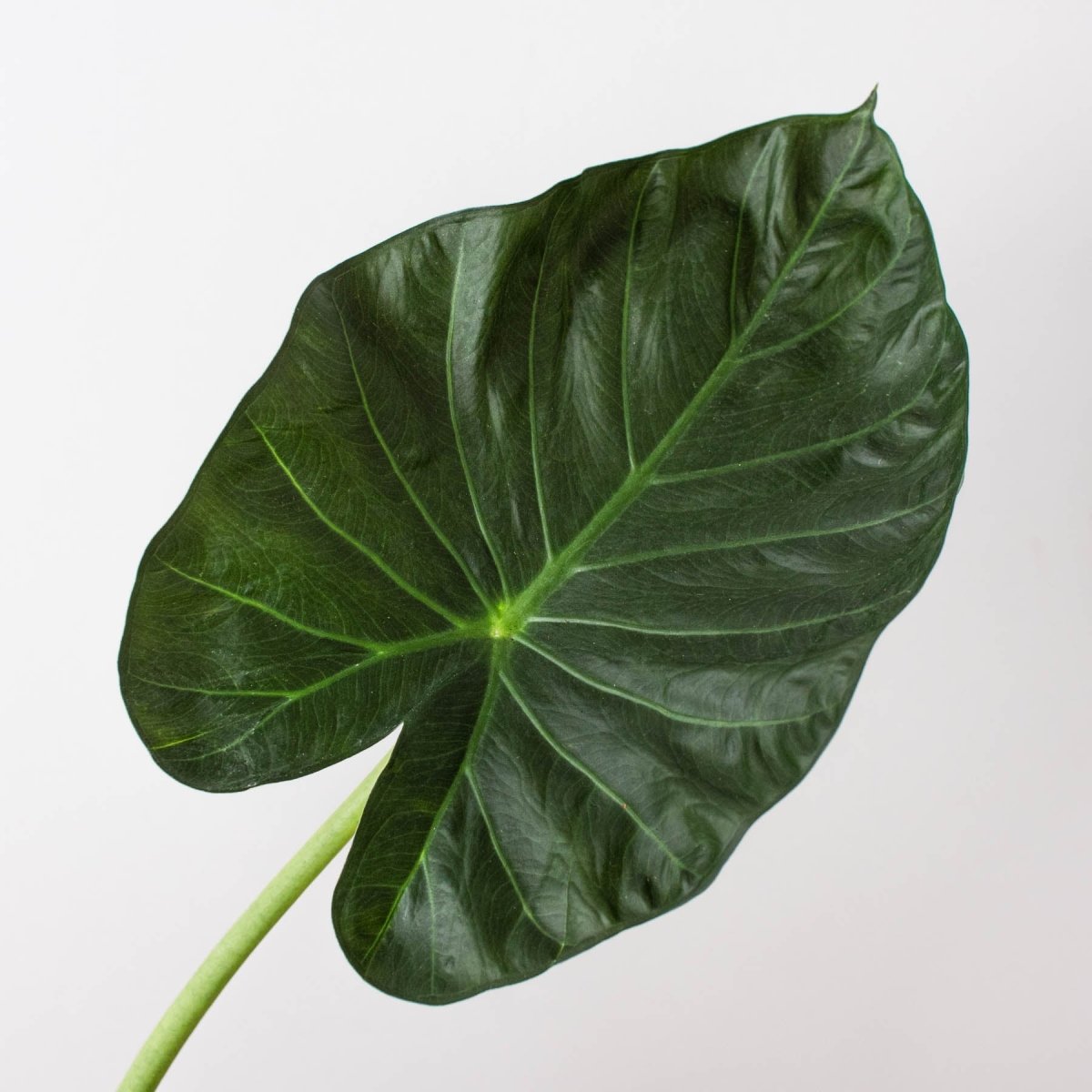 lily & onyx Alocasia 'Regal Shield' - lily & onyx