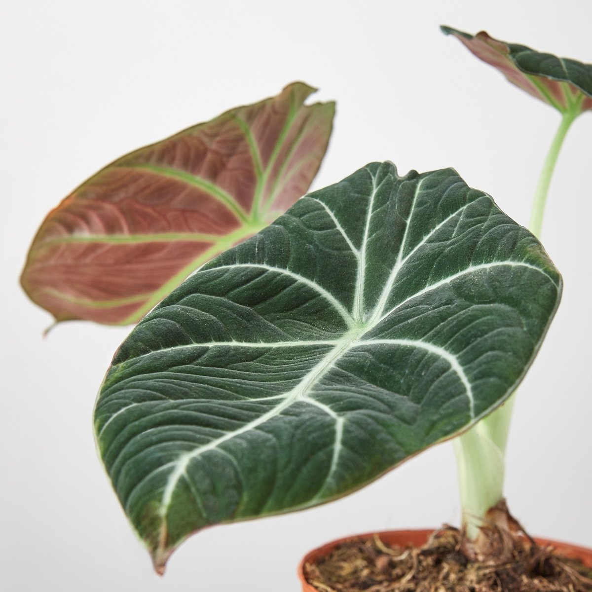 lily & onyx Alocasia Reginula 'Black Velvet' - lily & onyx