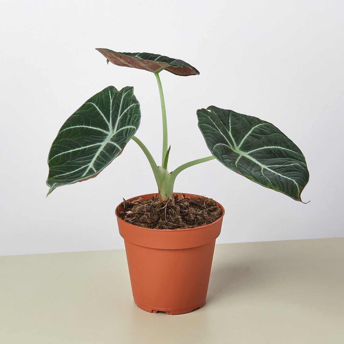 lily & onyx Alocasia Reginula 'Black Velvet' - lily & onyx