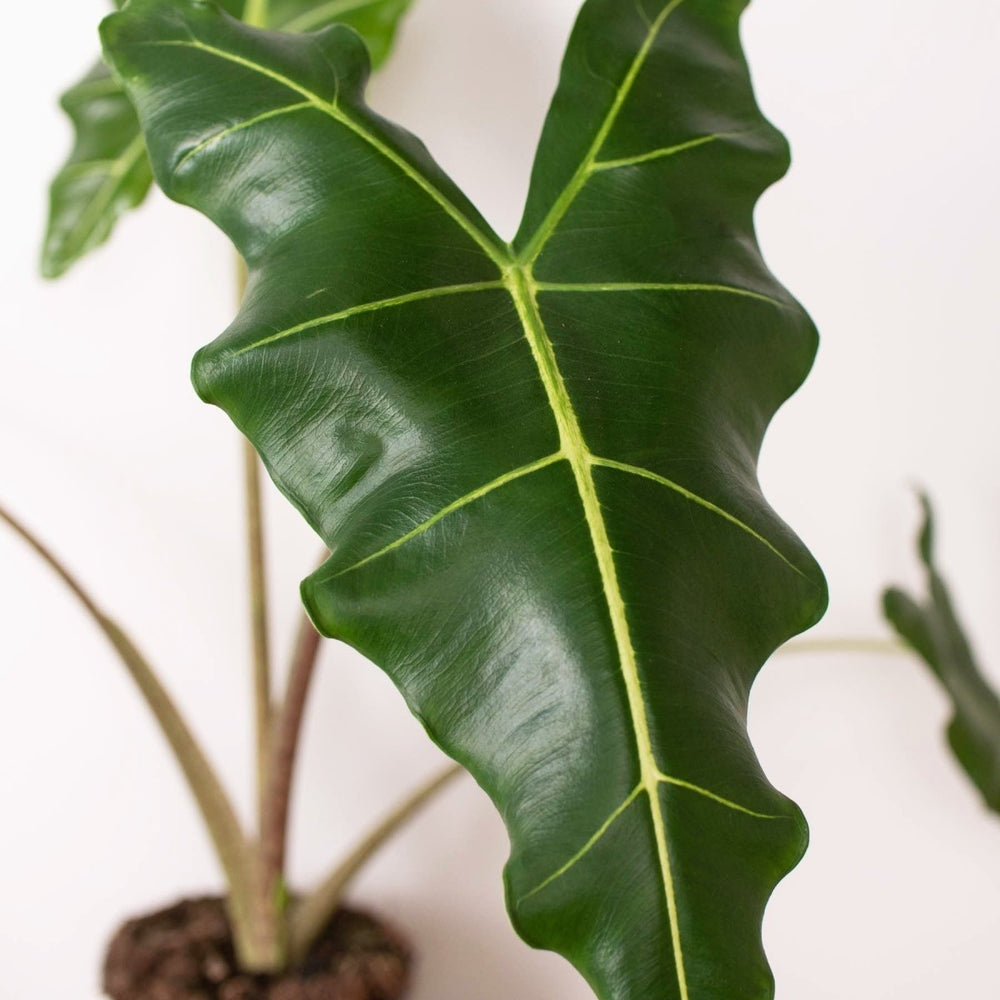 lily & onyx Alocasia 'Sarian' - lily & onyx