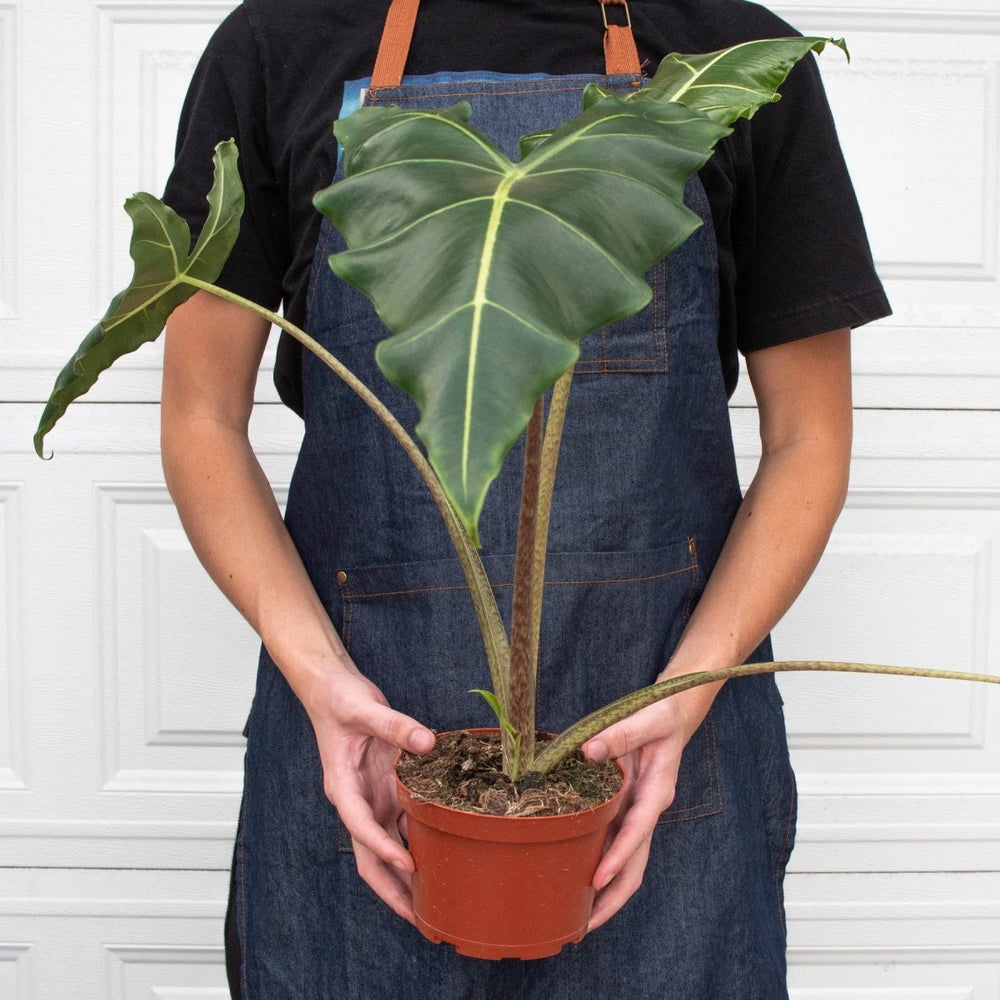 
                      
                        lily & onyx Alocasia 'Sarian' - lily & onyx
                      
                    