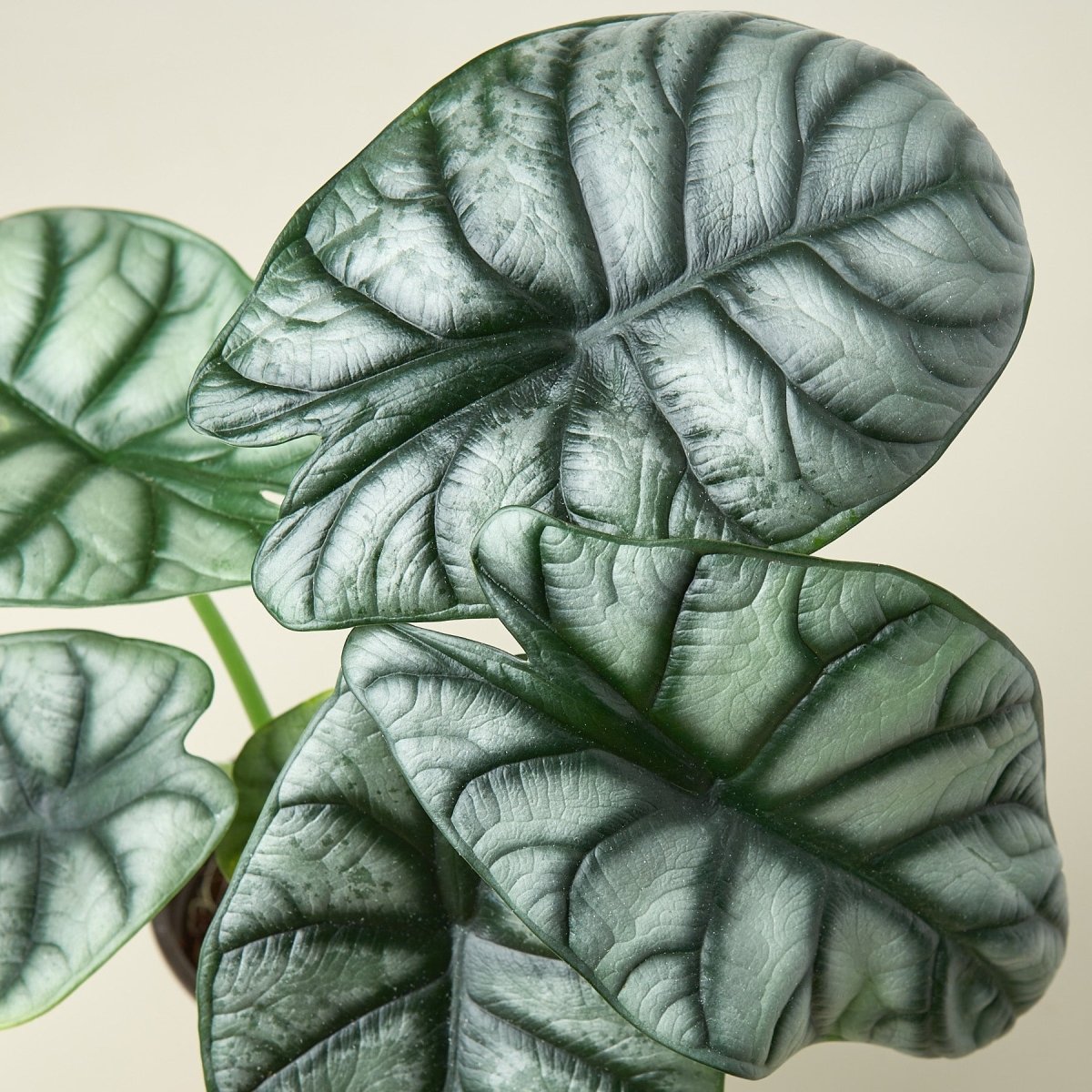 lily & onyx Alocasia 'Silver Dragon' - lily & onyx