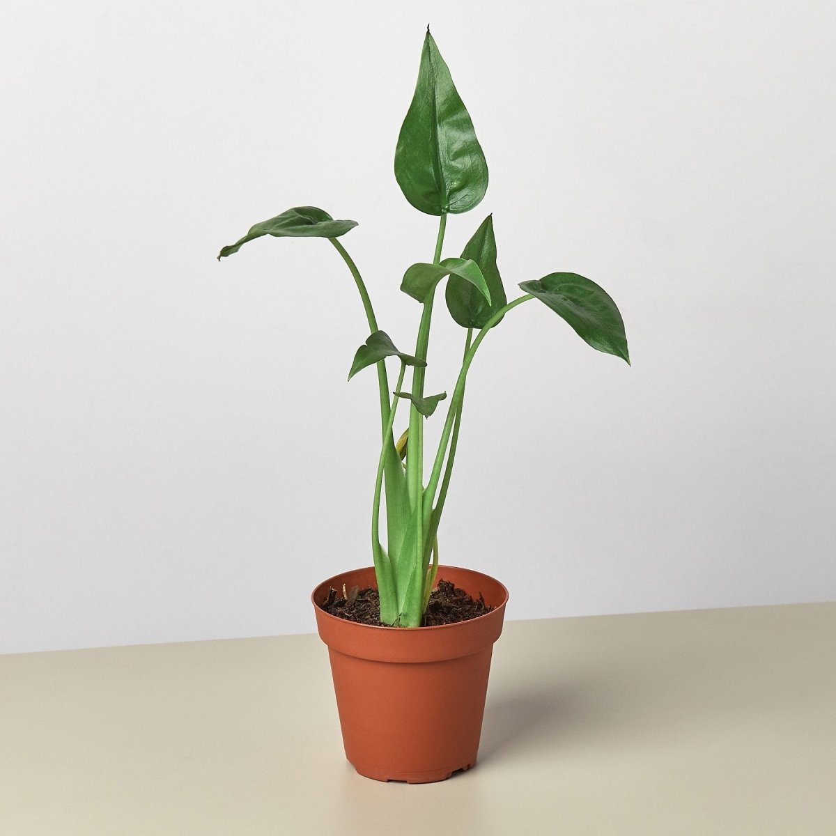 lily & onyx Alocasia 'Tiny Dancer' - 4" Pot - lily & onyx