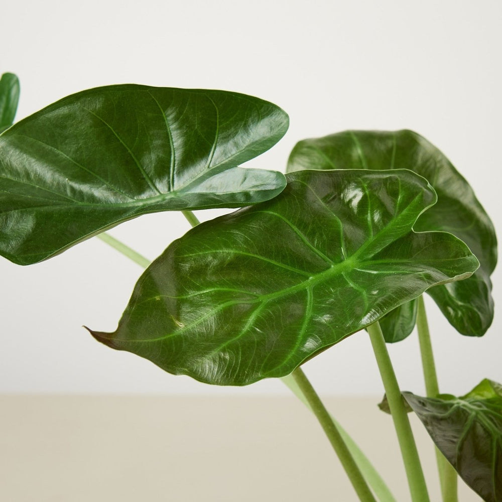 lily & onyx Alocasia 'Wentii' - 4" Pot - lily & onyx
