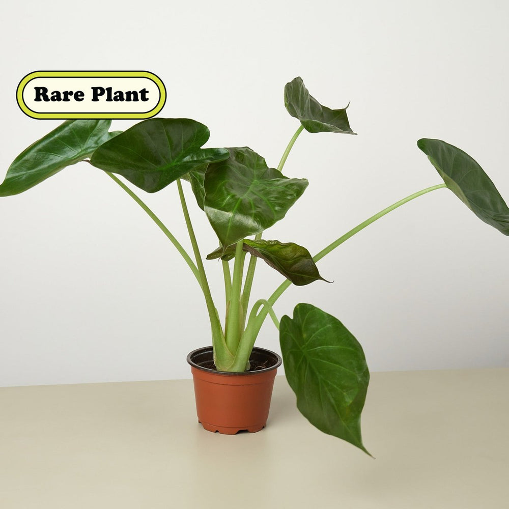 lily & onyx Alocasia 'Wentii' - 4" Pot - lily & onyx