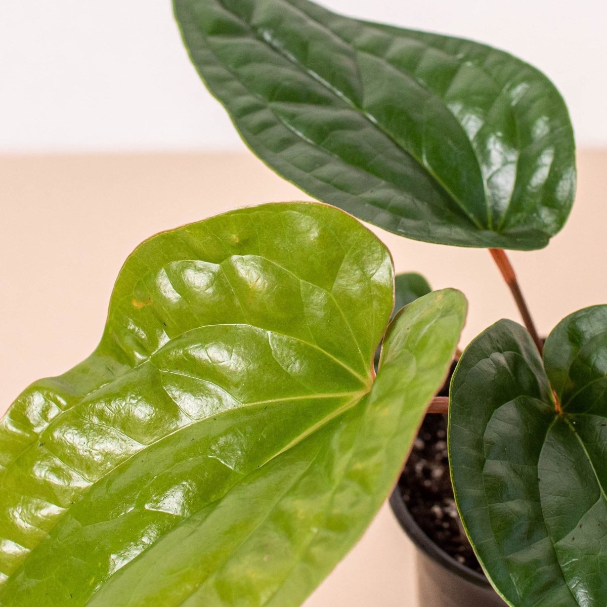 lily & onyx Anthurium 'Radicans x Luxurians' - lily & onyx