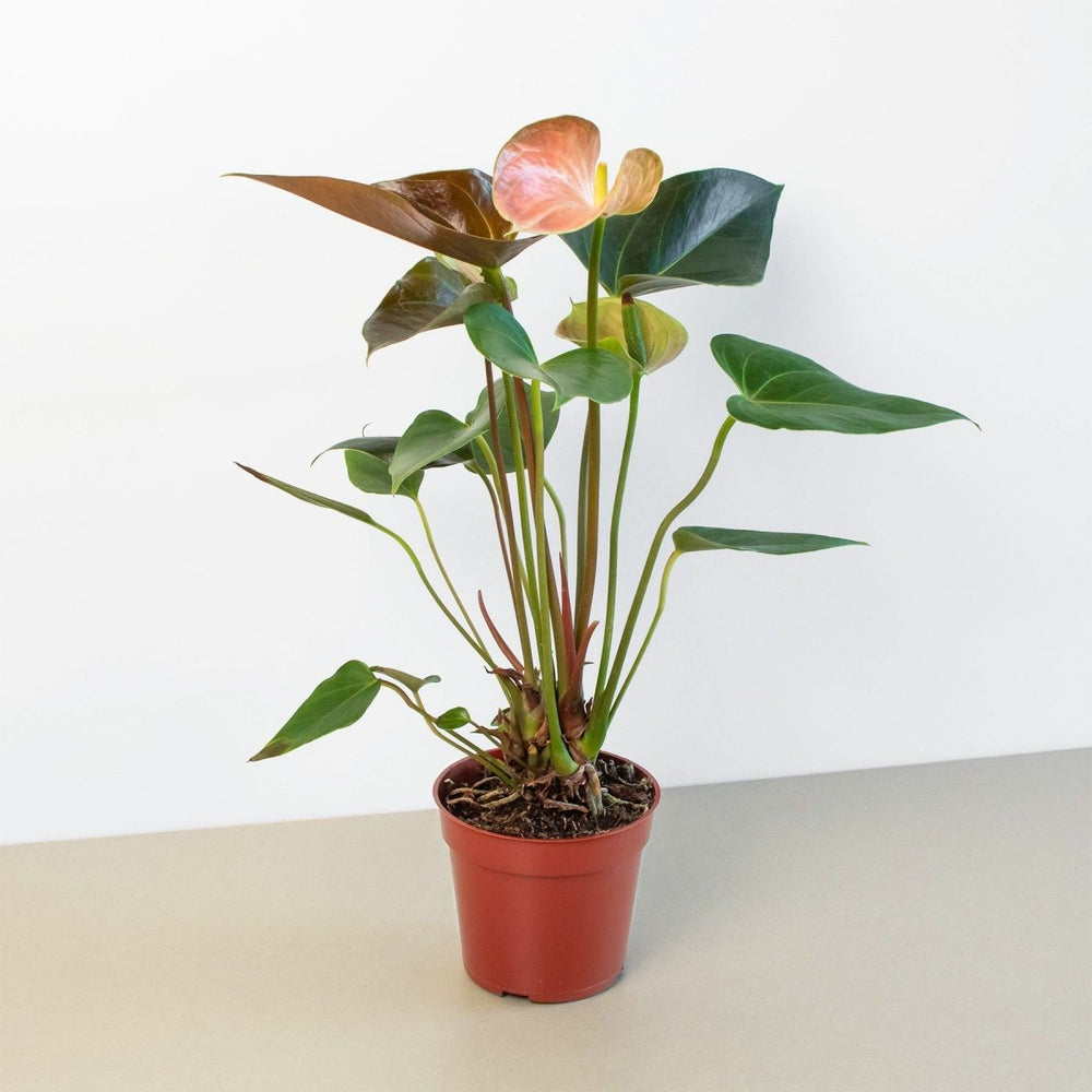 lily & onyx Anthurium Rainbow Champion - 4