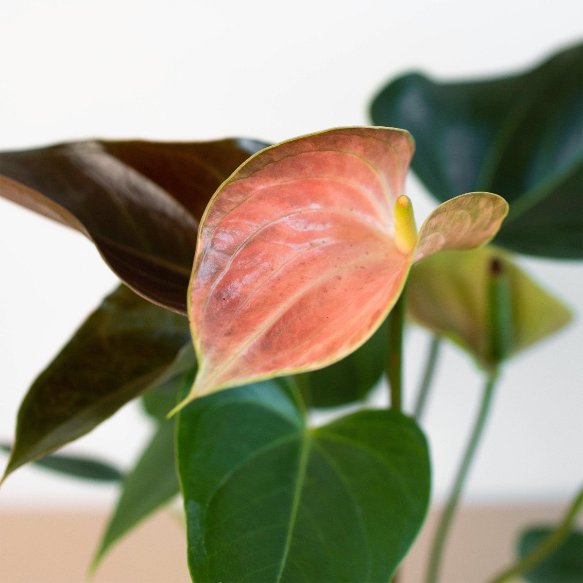 lily & onyx Anthurium Rainbow Champion - 4" Pot - lily & onyx