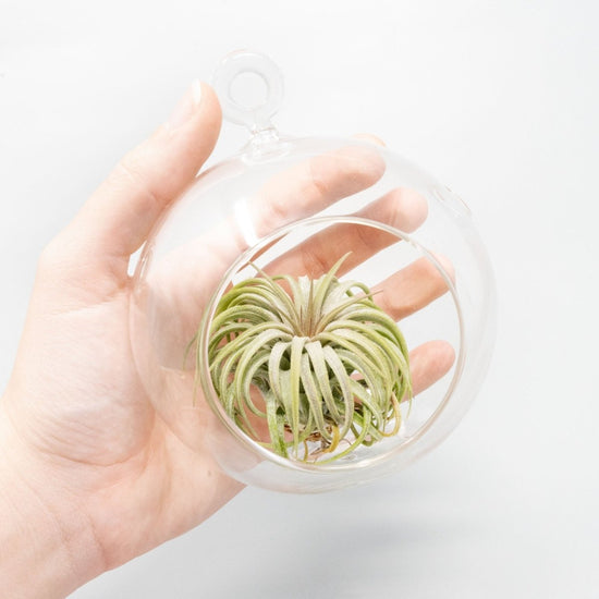 Air Plant Supply Co. Beach Terrarium in Flat Bottom Globe with White Sand and Tillandsia Ionantha - lily & onyx
