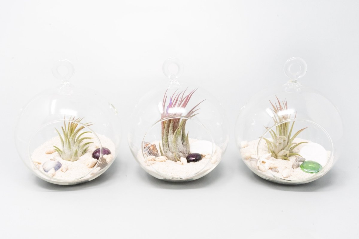 Air Plant Supply Co. Beach Terrarium in Flat Bottom Globe with White Sand and Tillandsia Ionantha - lily & onyx