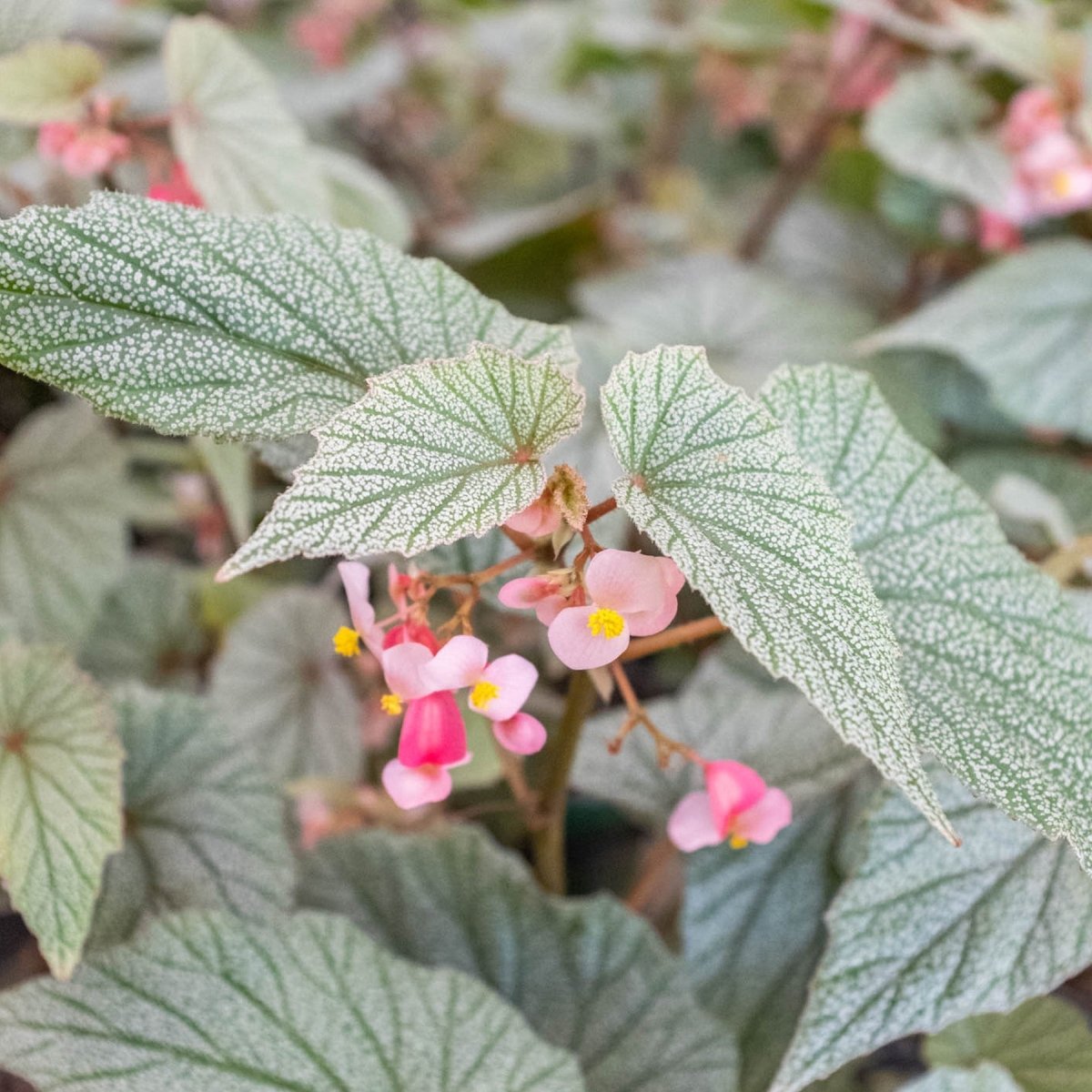 lily & onyx Begonia 'Frosty' - lily & onyx