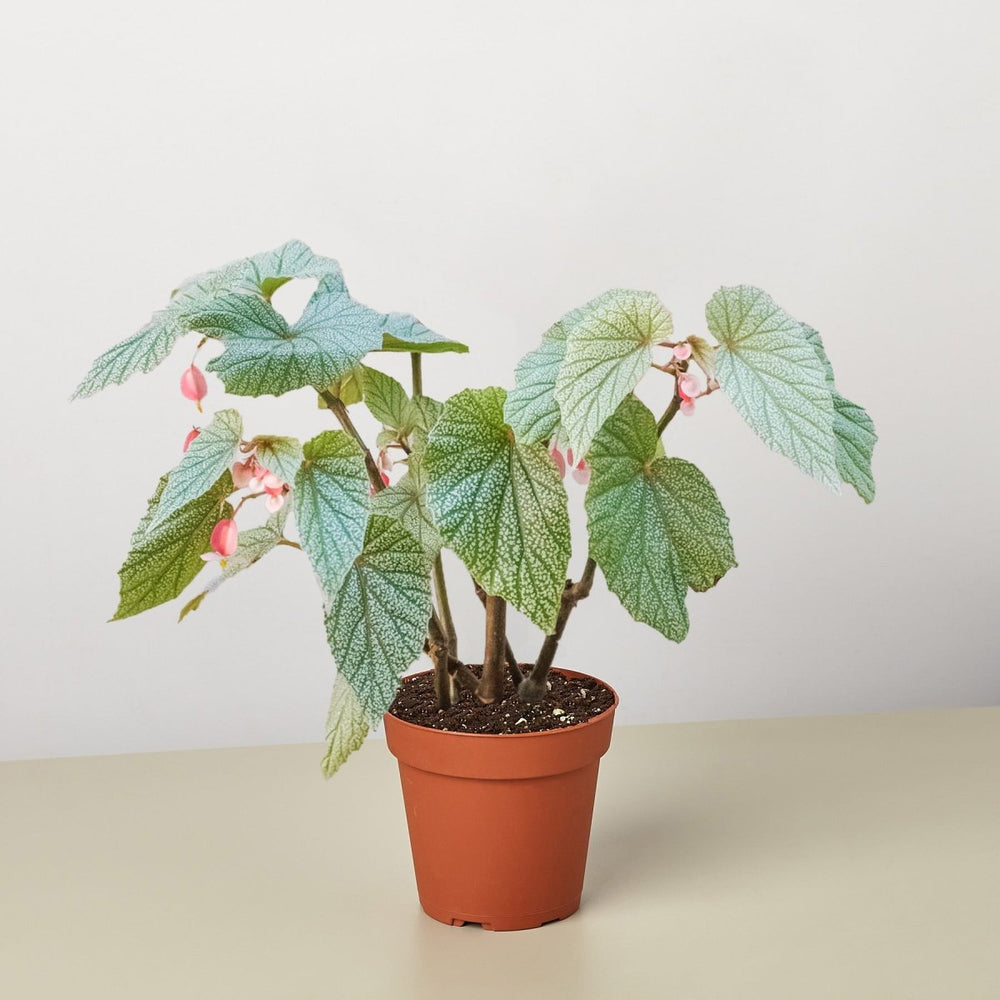 lily & onyx Begonia 'Frosty' - lily & onyx