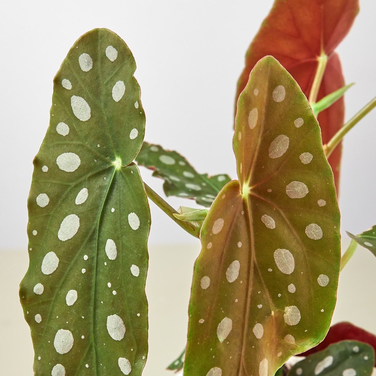 lily & onyx Begonia 'Maculata' - lily & onyx