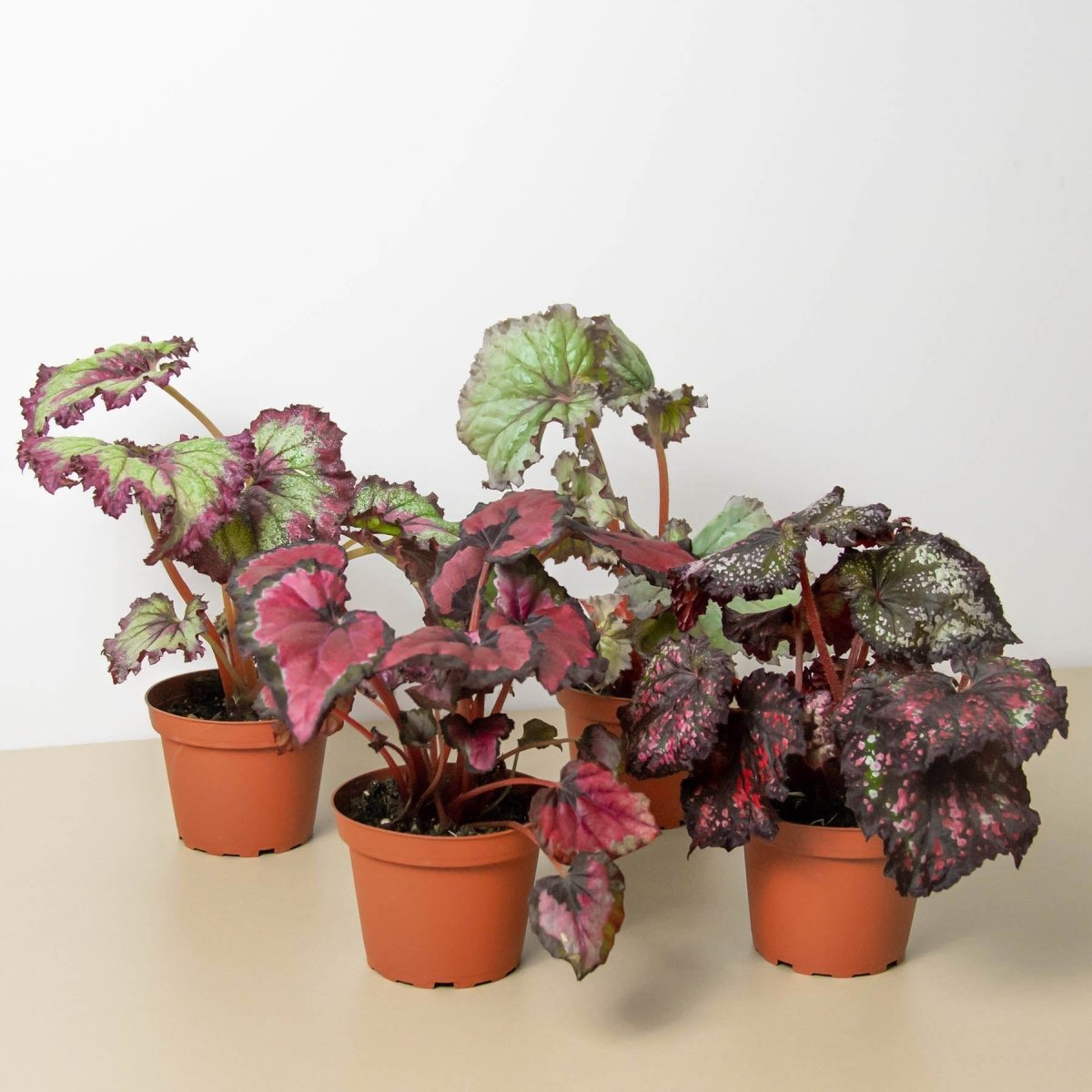 lily & onyx Begonia 'Rex' - 4 Pack Variety - lily & onyx