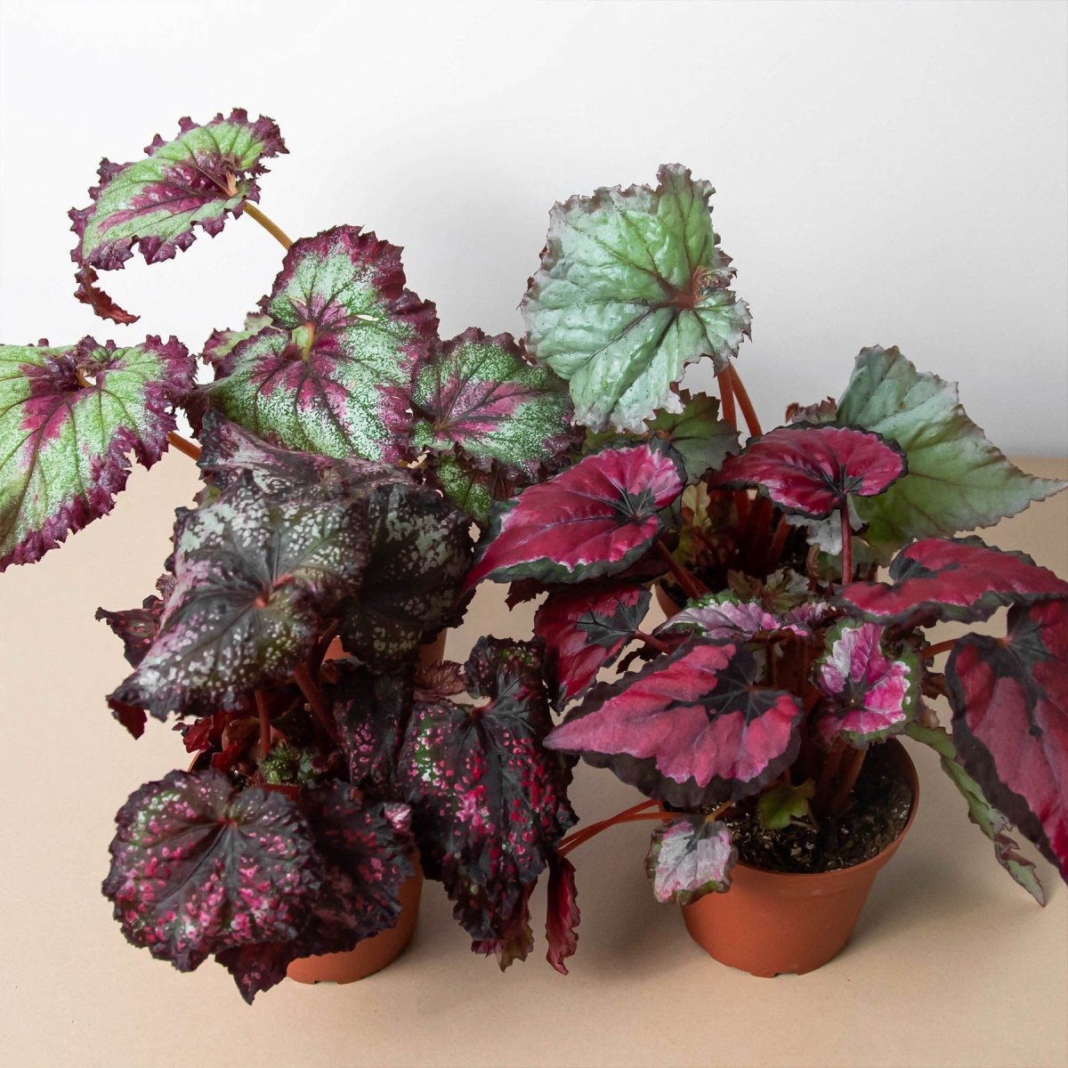 lily & onyx Begonia 'Rex' - 4 Pack Variety - lily & onyx