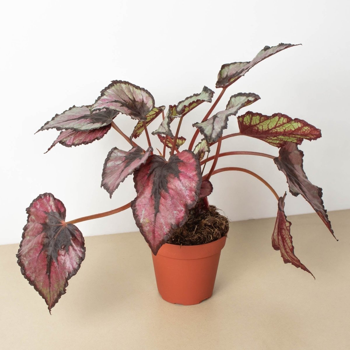 lily & onyx Begonia 'Rex' - 4" Pot - lily & onyx