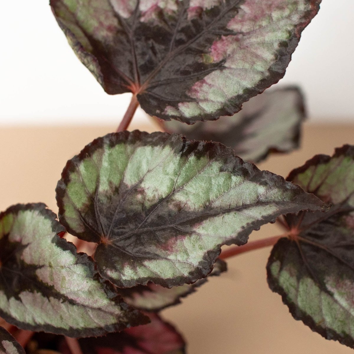 lily & onyx Begonia 'Rex' - 4" Pot - lily & onyx