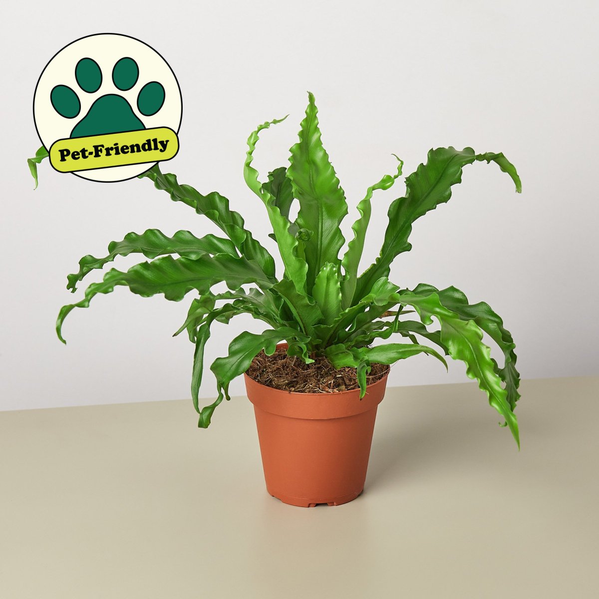 lily & onyx Bird’s Nest 'Victoria' Fern - lily & onyx