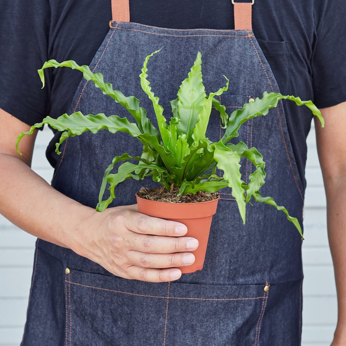 lily & onyx Bird’s Nest 'Victoria' Fern - lily & onyx