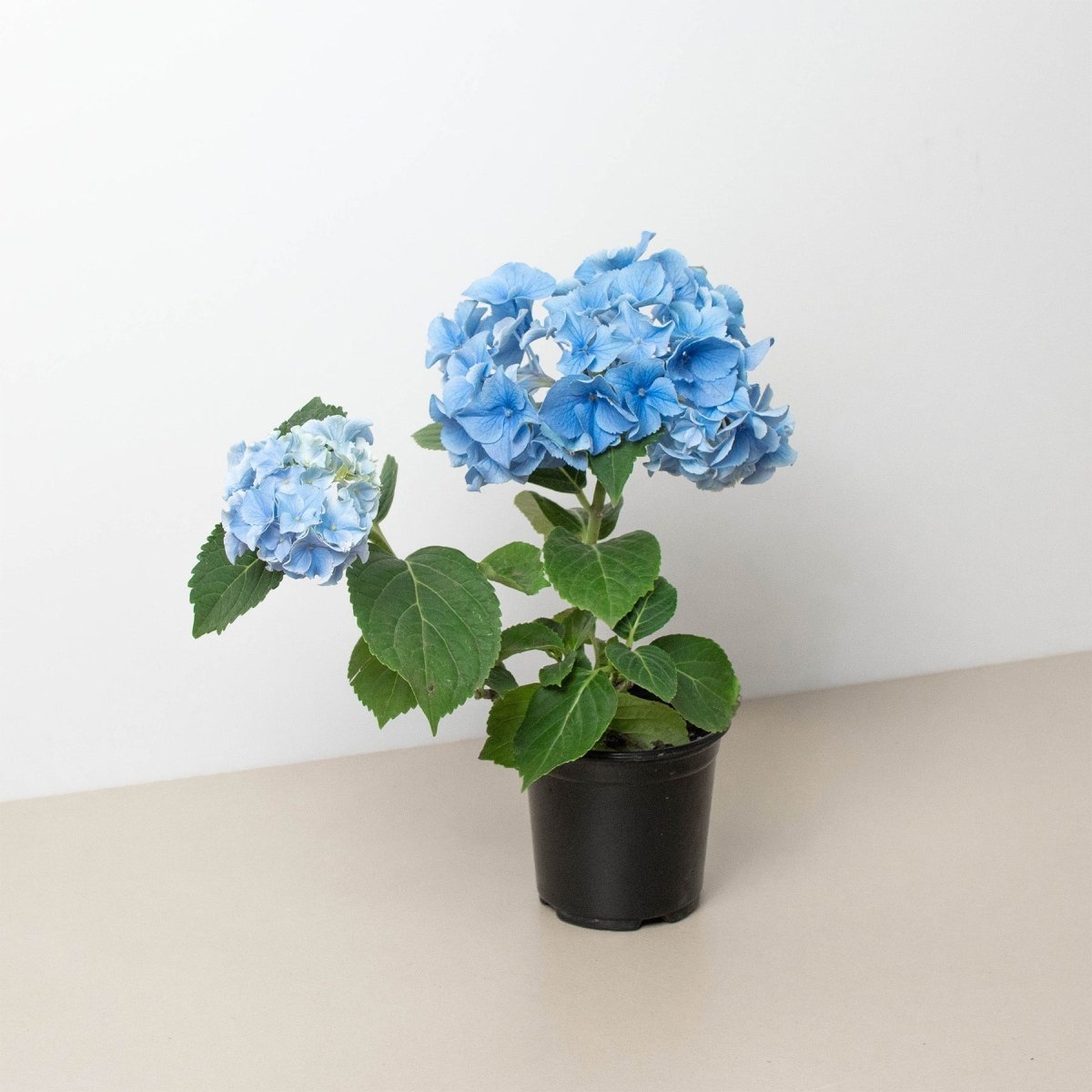 lily & onyx Blue Hydrangea - lily & onyx