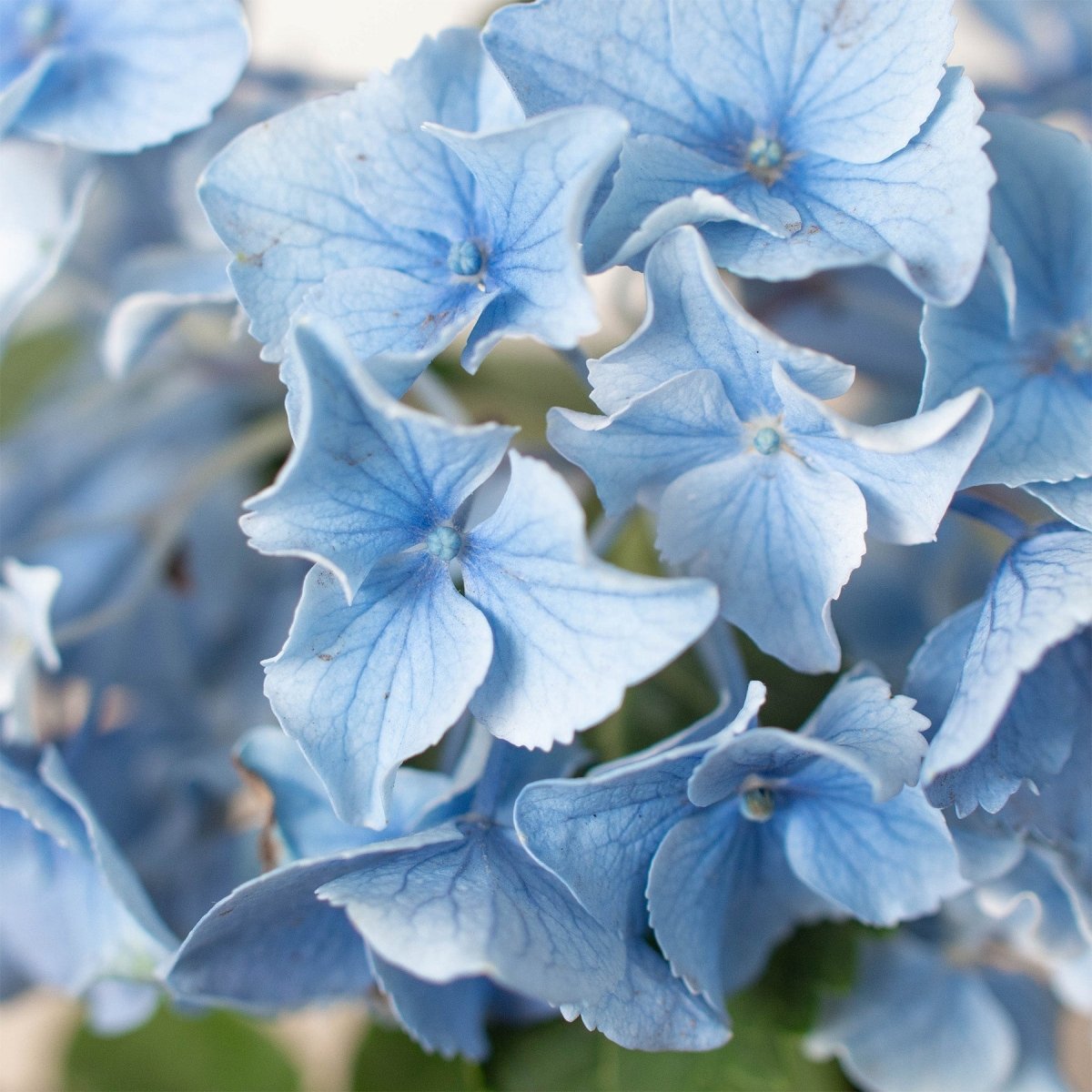 lily & onyx Blue Hydrangea - lily & onyx