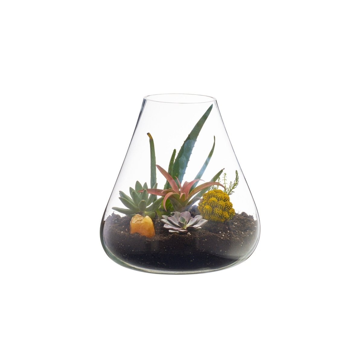 texxture Boboli Glass Terrarium - lily & onyx
