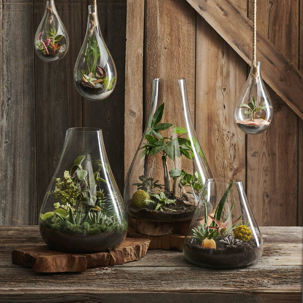 texxture Boboli Glass Terrarium - lily & onyx