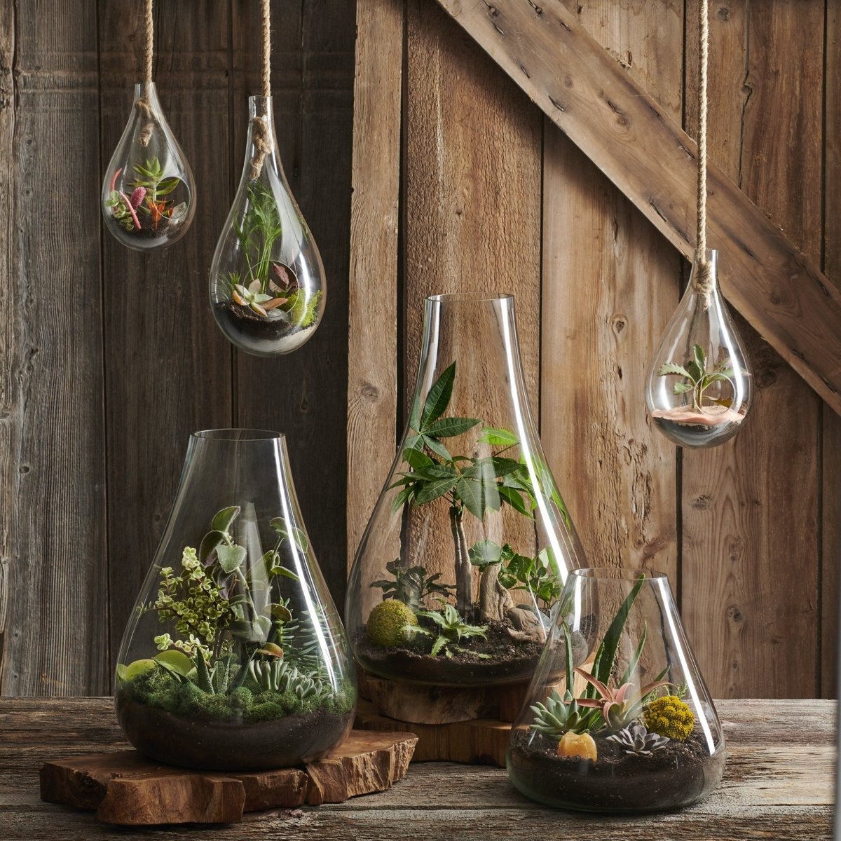 plants for hanging glass terrarium Boboli Hanging Glass Plant Terrarium, Large