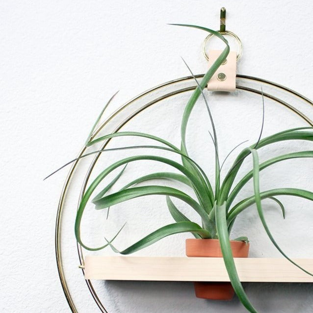 plant hanging off shelf Hanging Ring Plant Shelf – Brass & Wood