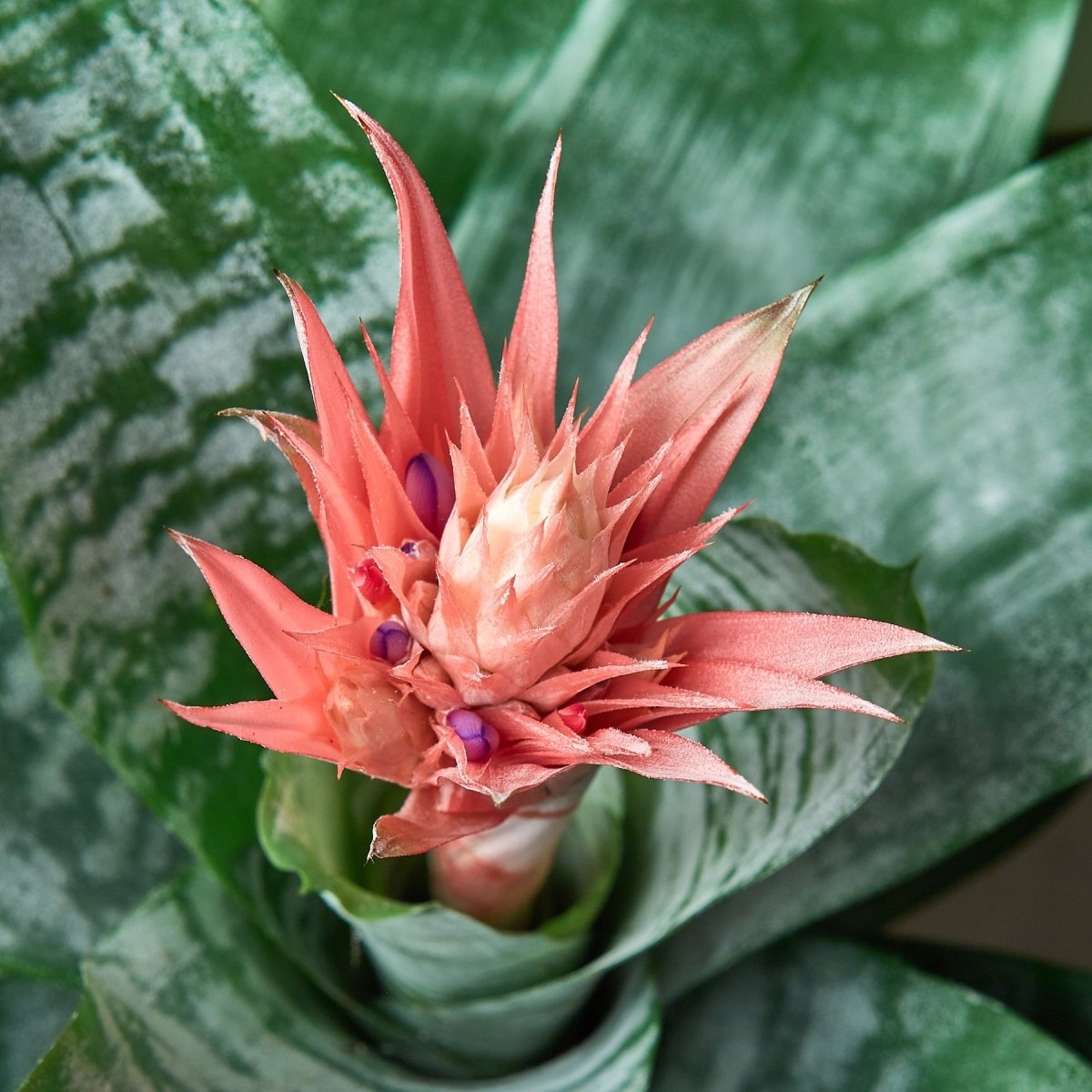 lily & onyx Bromeliad 'Silver Vase' - lily & onyx