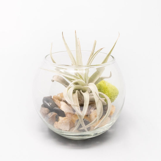 Air Plant Supply Co. Bubble Trio Terrariums with Tillandsia Juncea, Butzii, and Harrisii Air Plants - lily & onyx