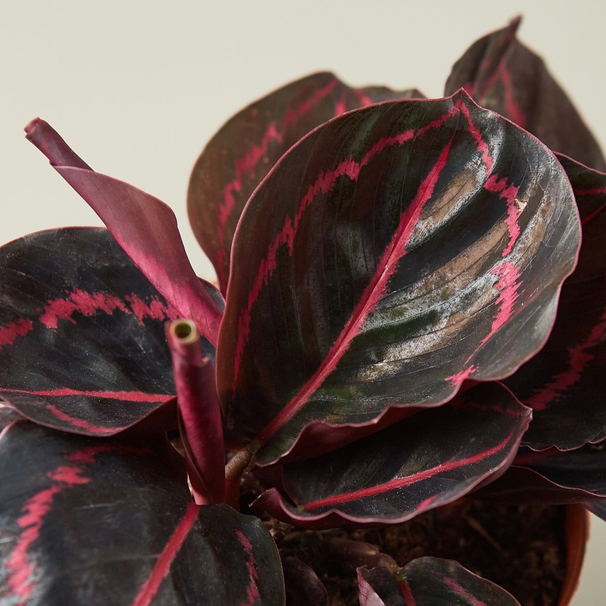 lily & onyx Calathea 'Dottie' - lily & onyx